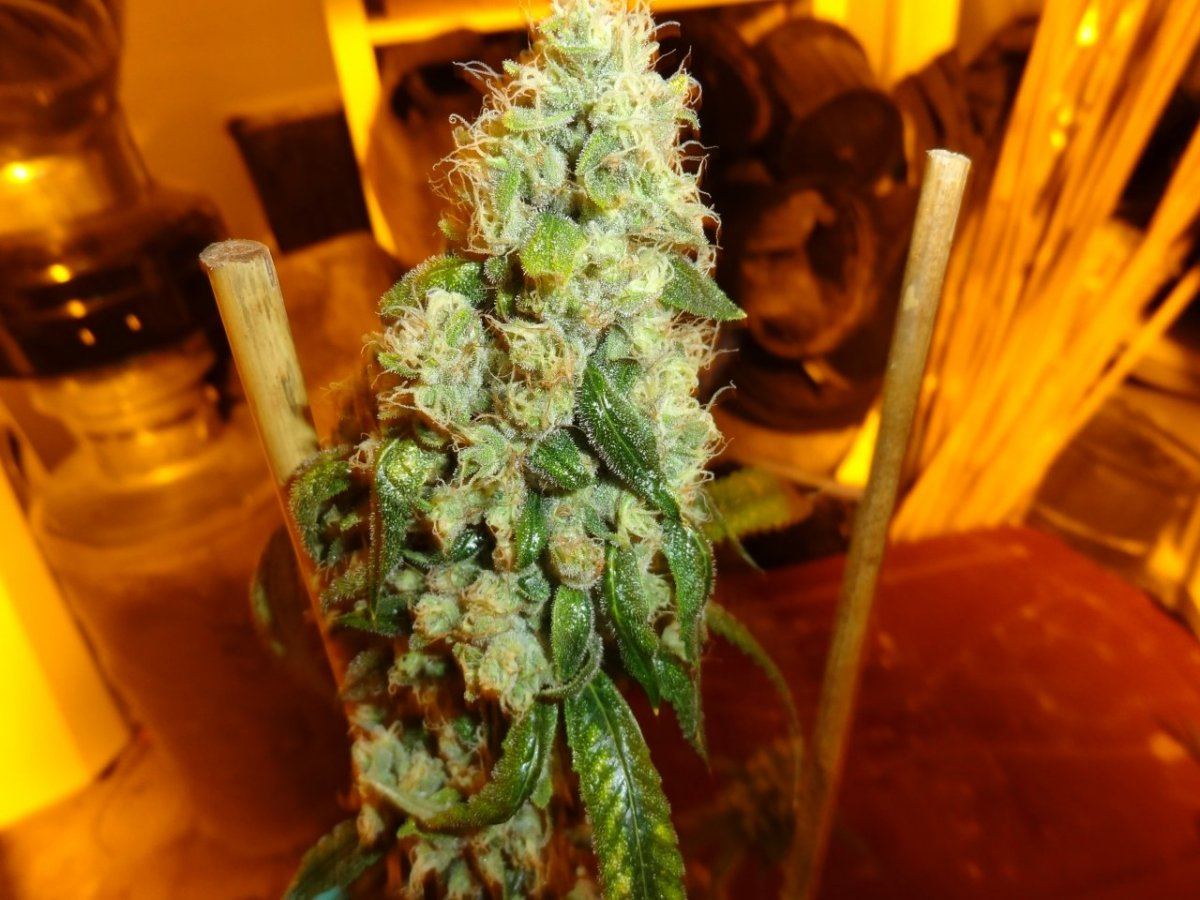 Fire diesel headband 012