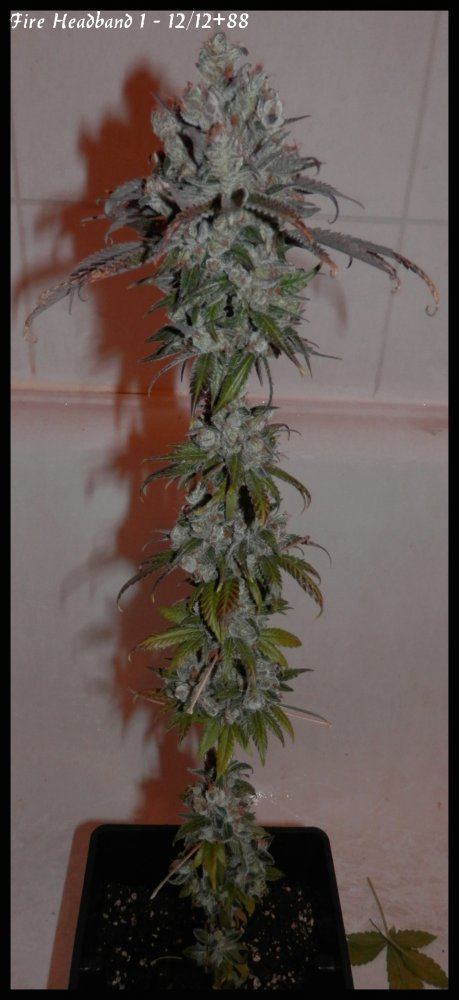 Fire headband 1   88days  1