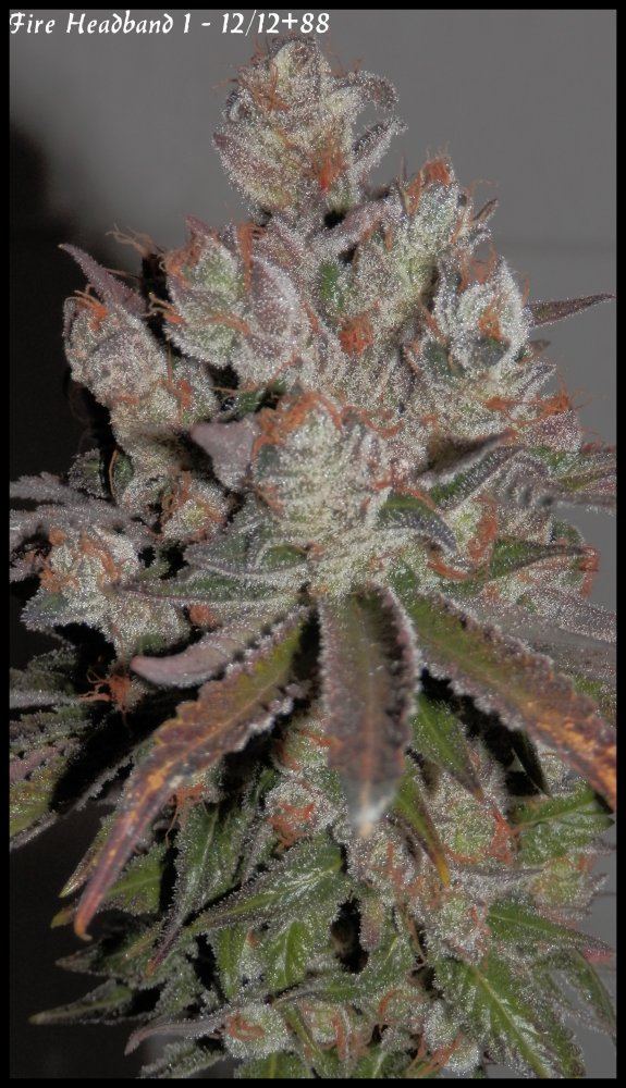 Fire headband 1   88days  2