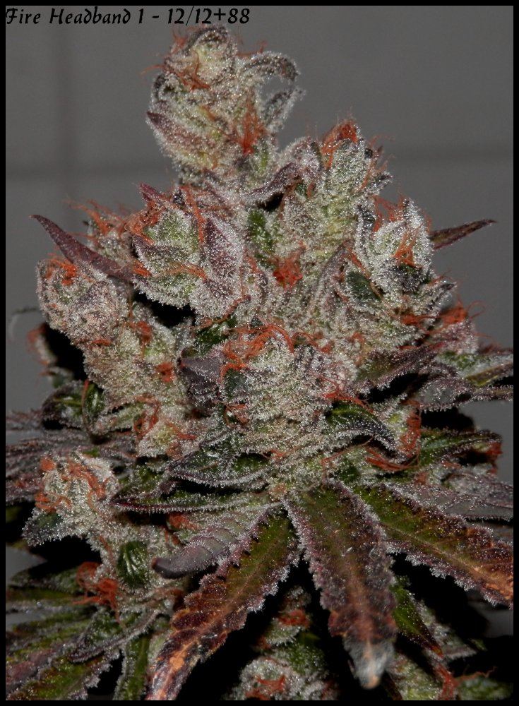 Fire headband 1   88days  3