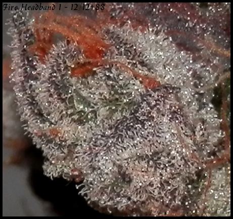 Fire headband 1   88days macro  5