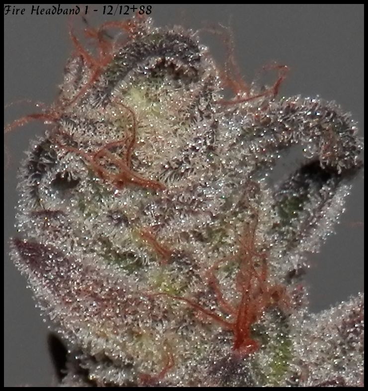 Fire headband 1   88days macro  6