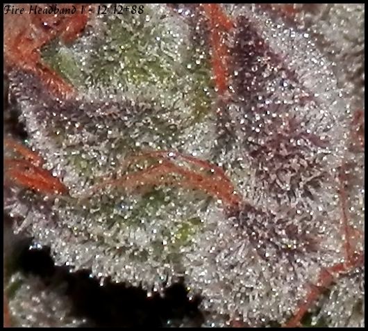 Fire headband 1 macro  88days  3