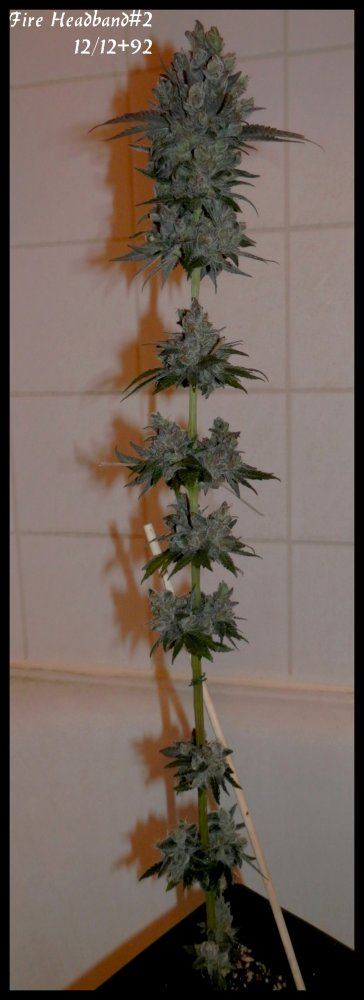 Fire headband2  92days   1