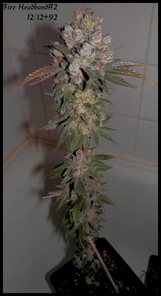 Fire headband2  92days   2
