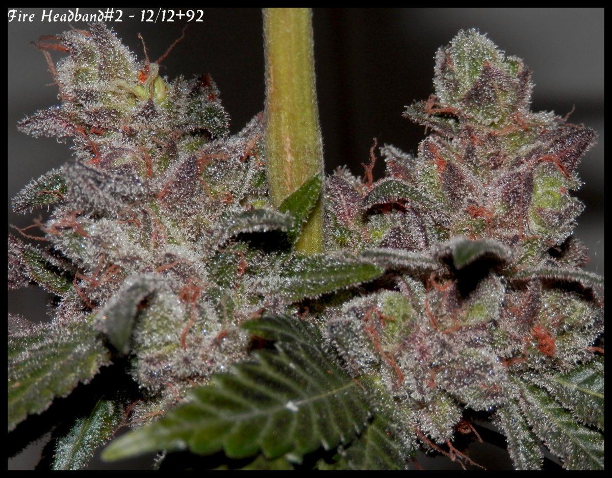 Fire headband2  92days   4