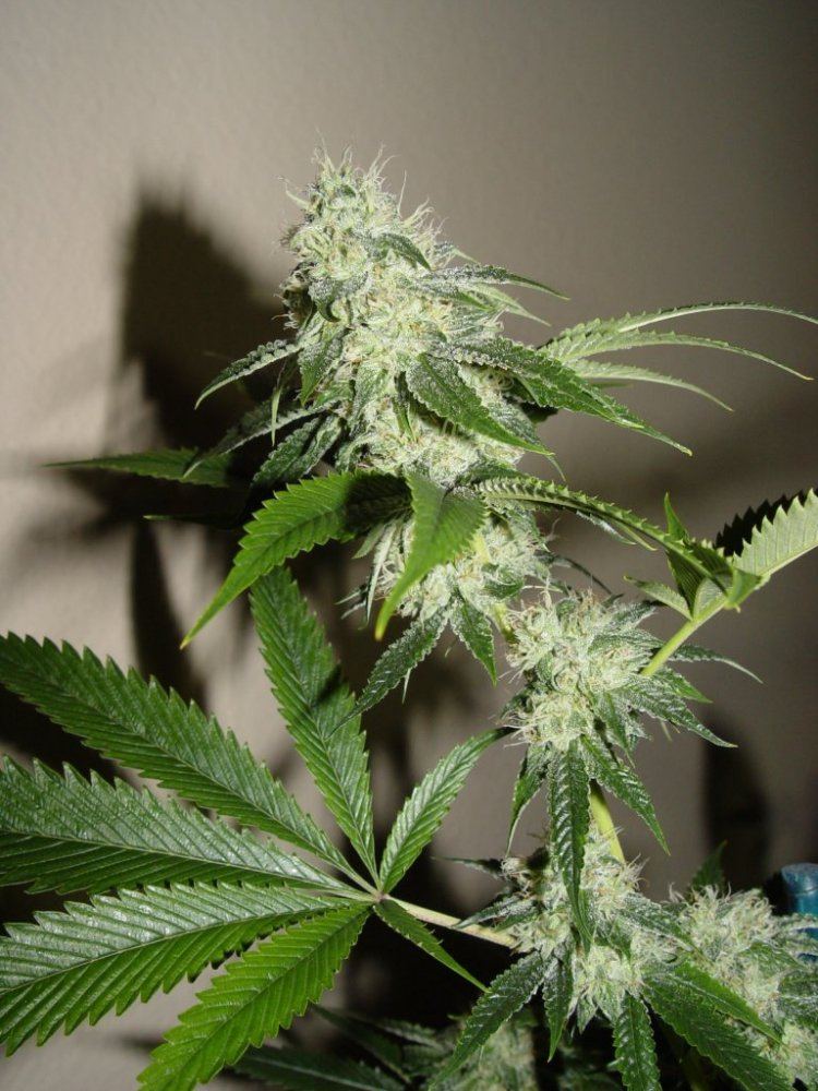 Fire OG  1