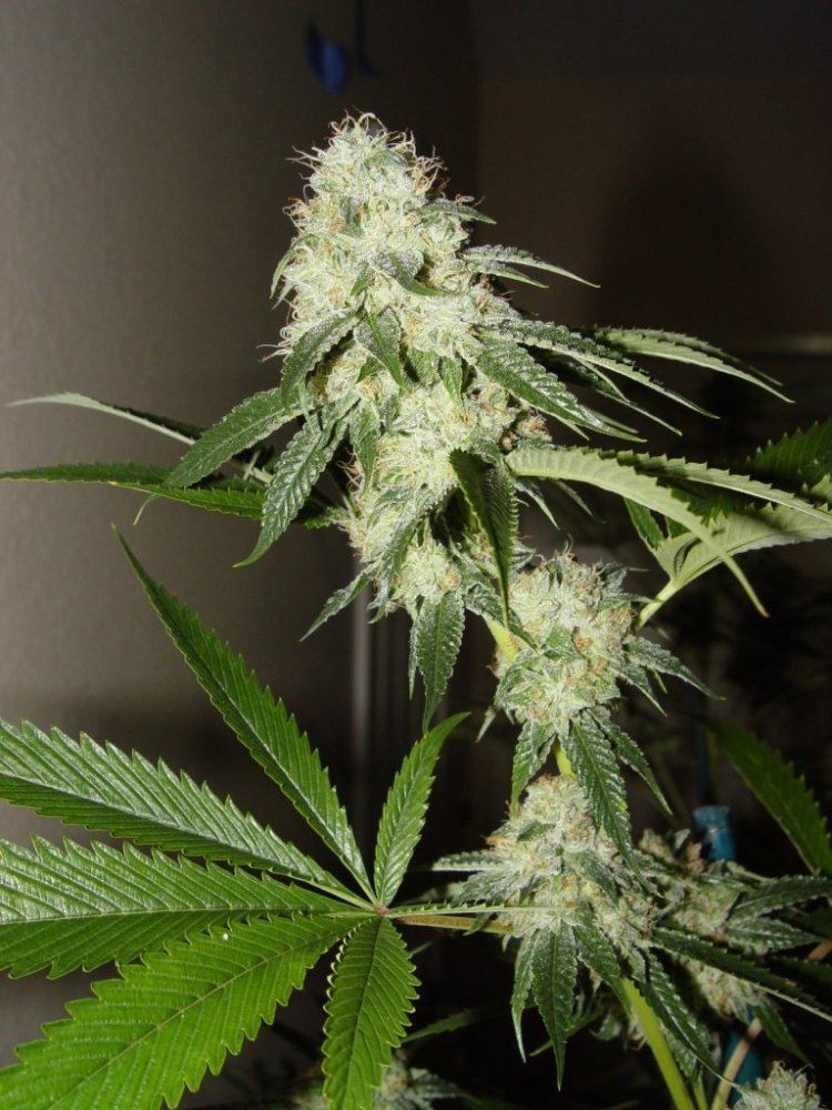 Fire OG  1