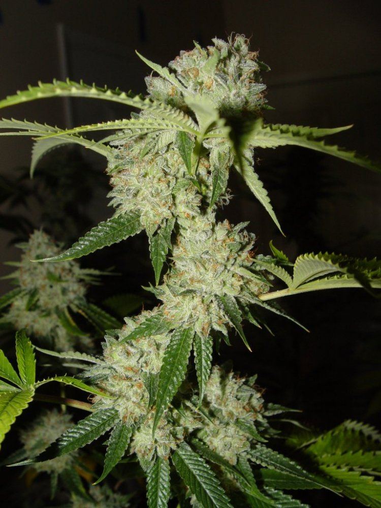 Fire OG  1