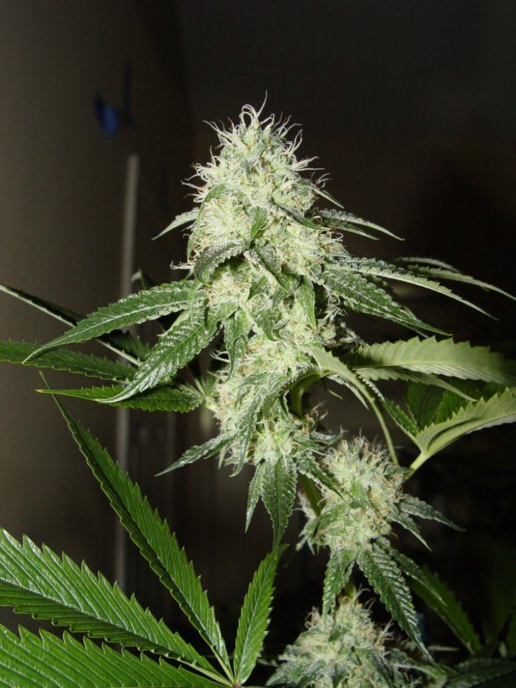 Fire OG  2
