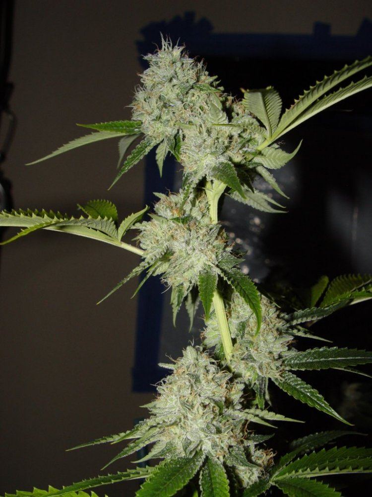 Fire OG  2