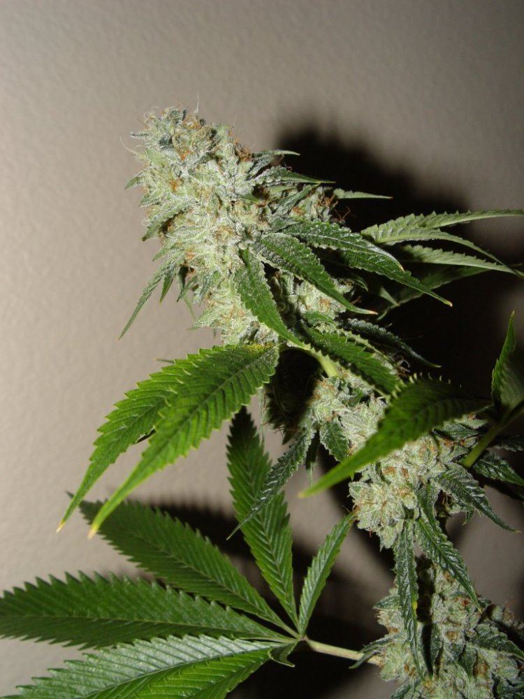 Fire OG  2