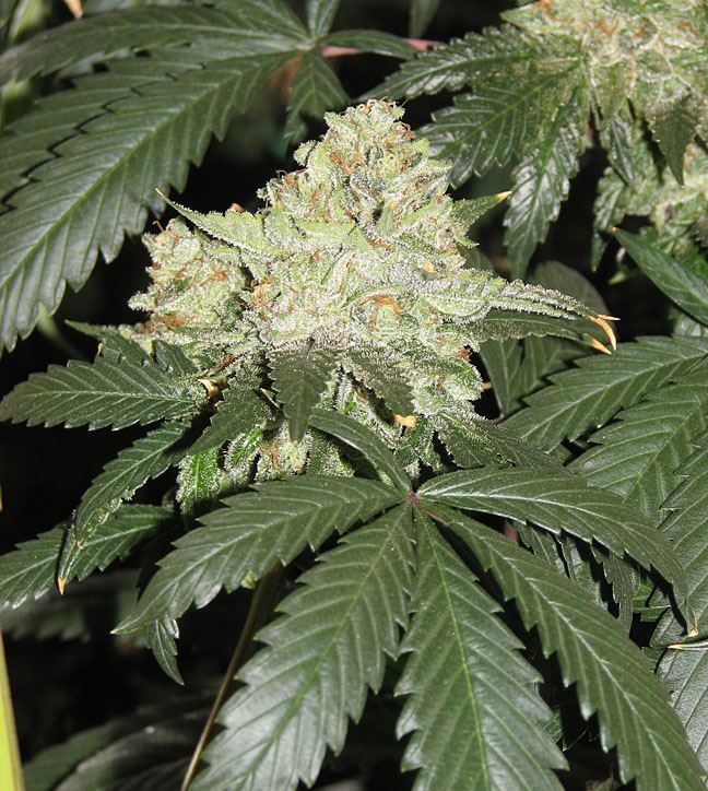 Fire og bx 2
