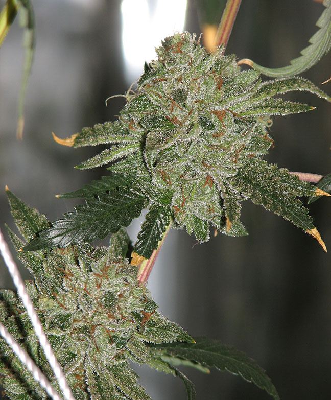 Fire og bx 3