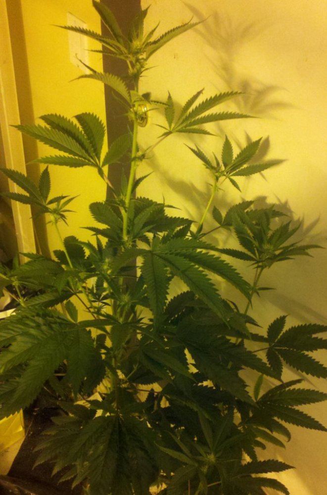 Fire og bx