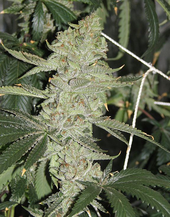 Fire og bx