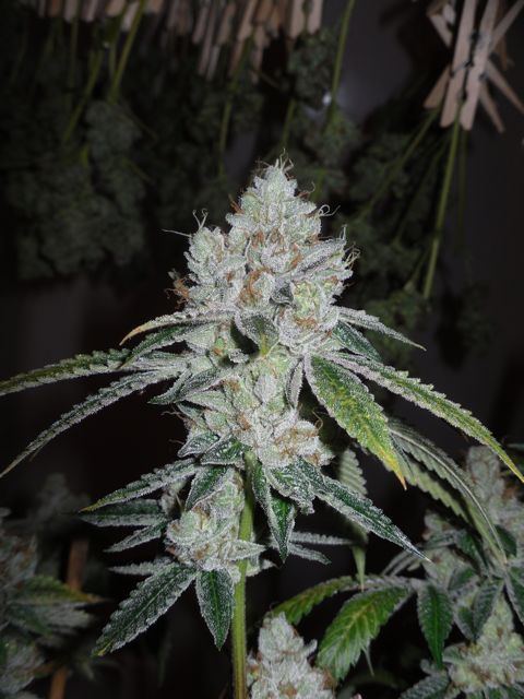 Fire og day 65