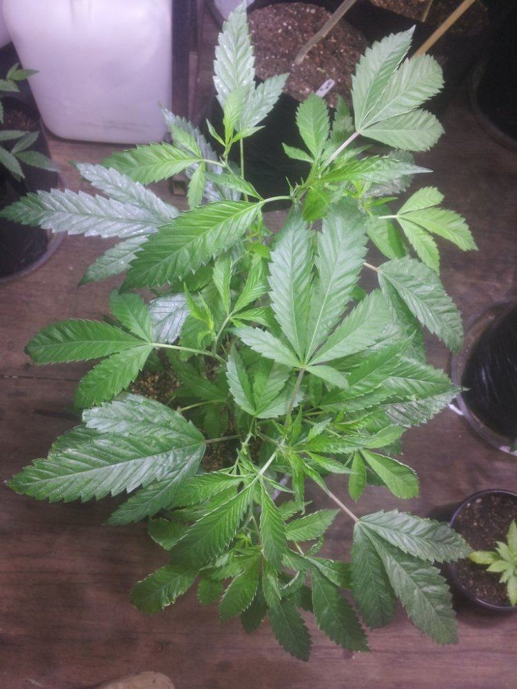 Fire og male