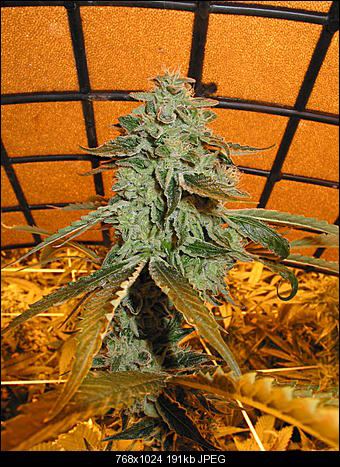 Fire OG x chem D