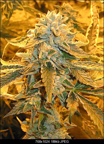 Fire OG x chem D1
