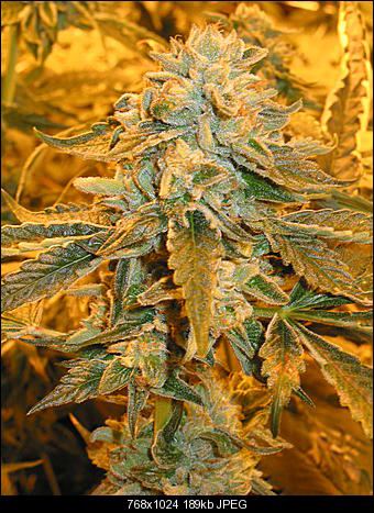 Fire OG x chem D2