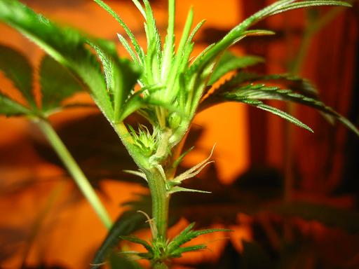 Fire1bud