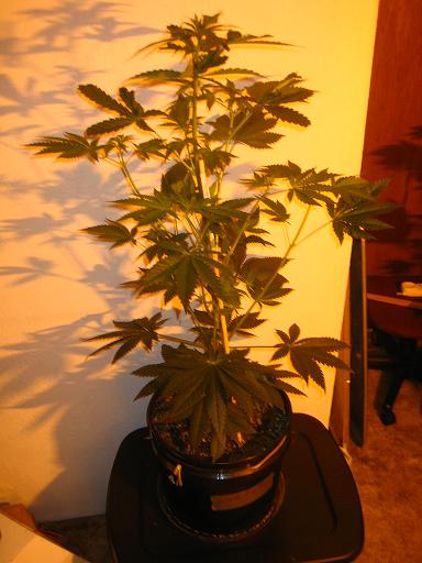 Fire22