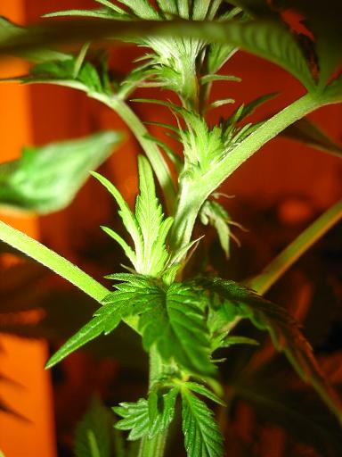 Fire2bud