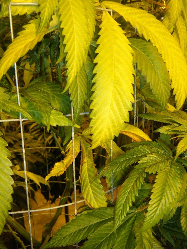 Fire og 1 day26 yellowing leaves2