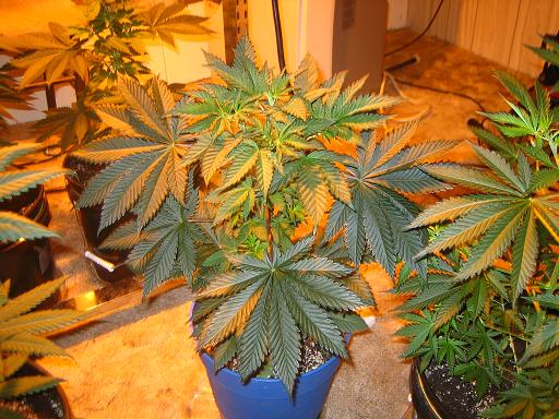 Firealien1