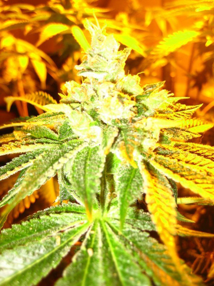 Firealien4
