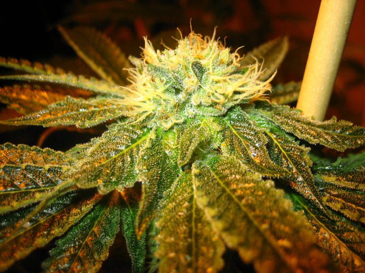 Firealienpheno1