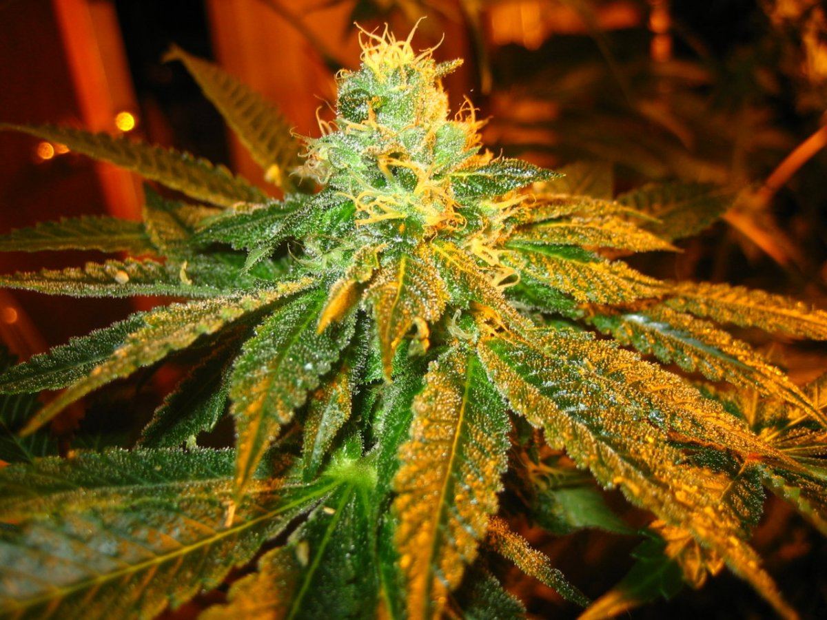 Firealienpheno2