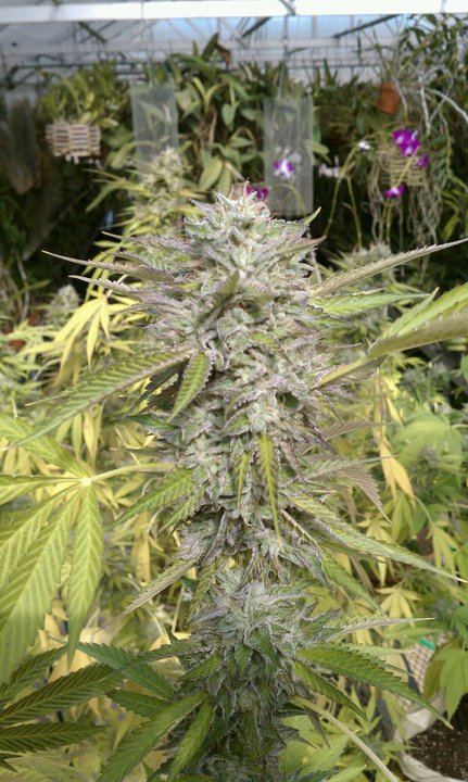 Firebubba3