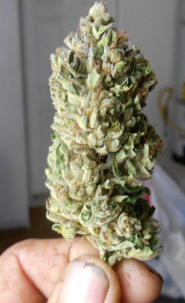 Firedognug426