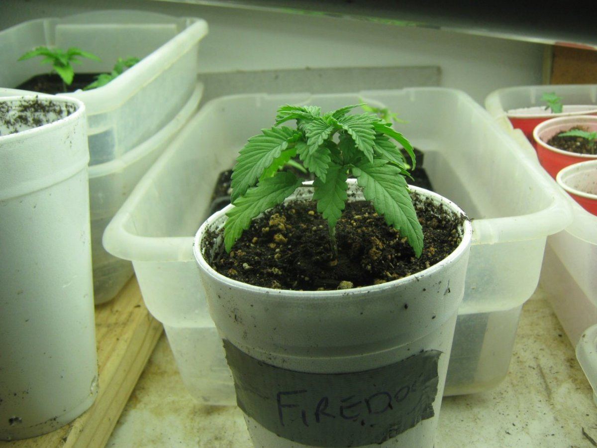 Firedogseedling