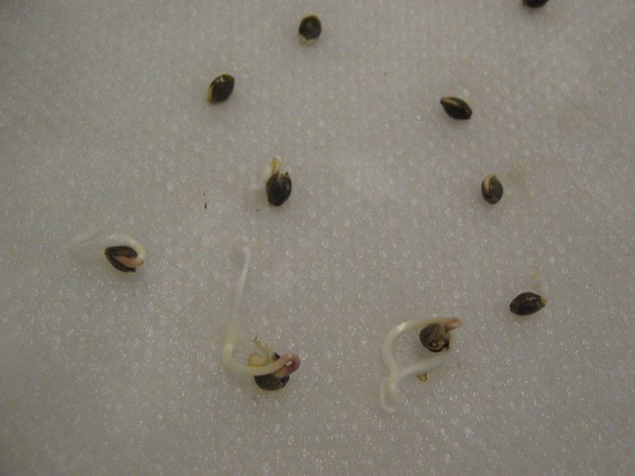 Firedogseeds225