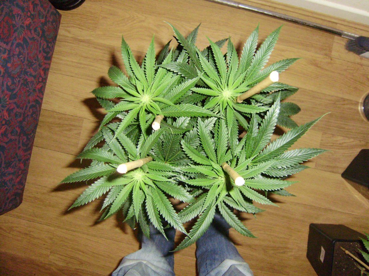Fireleaner