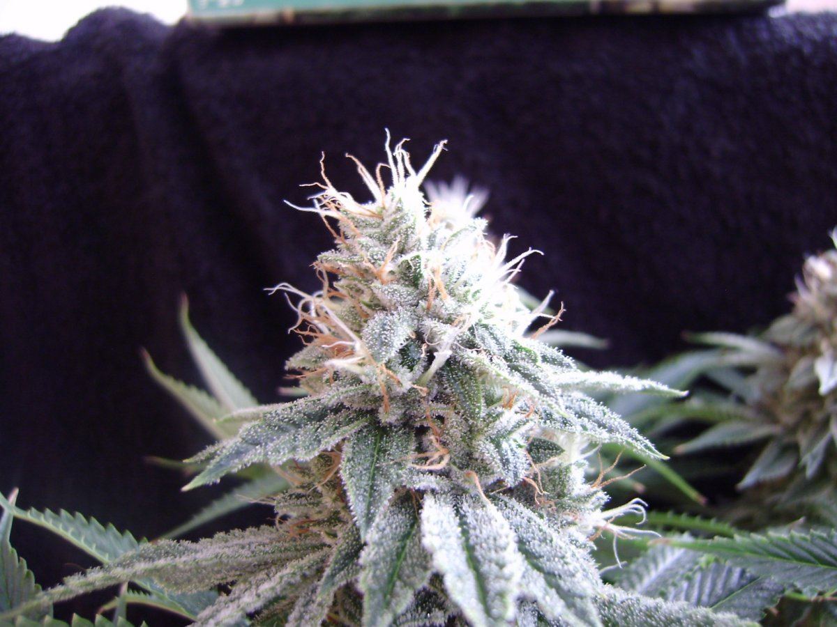 Fireleaner