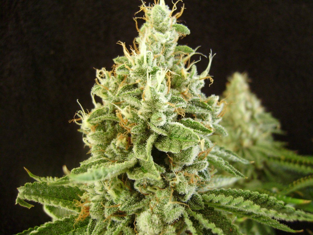 Fireleaner