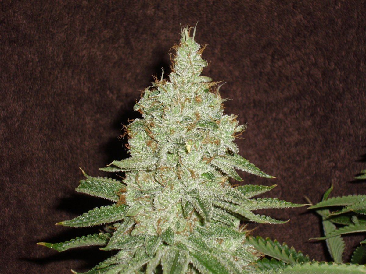 Fireleaner