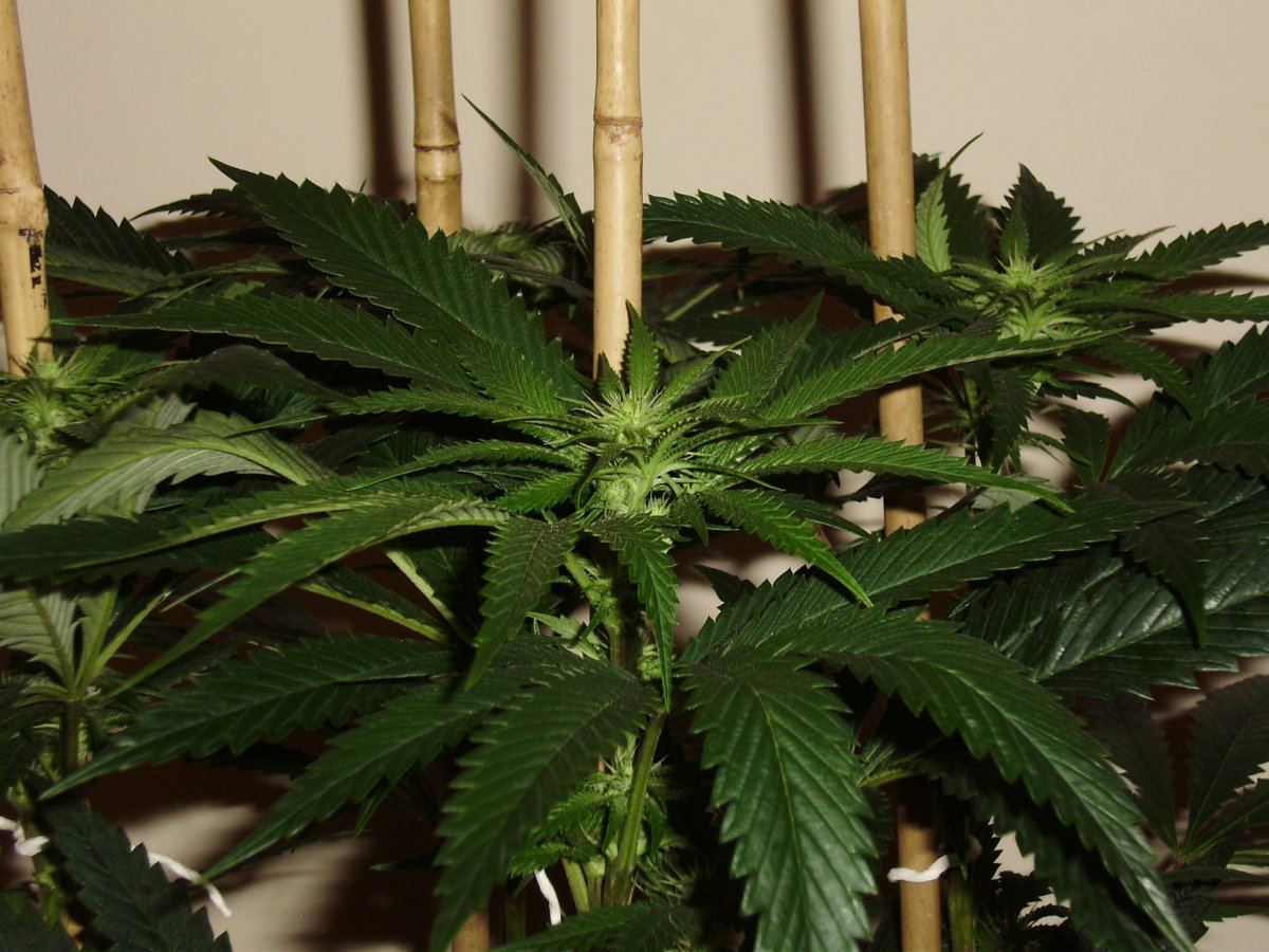 Fireleaner1