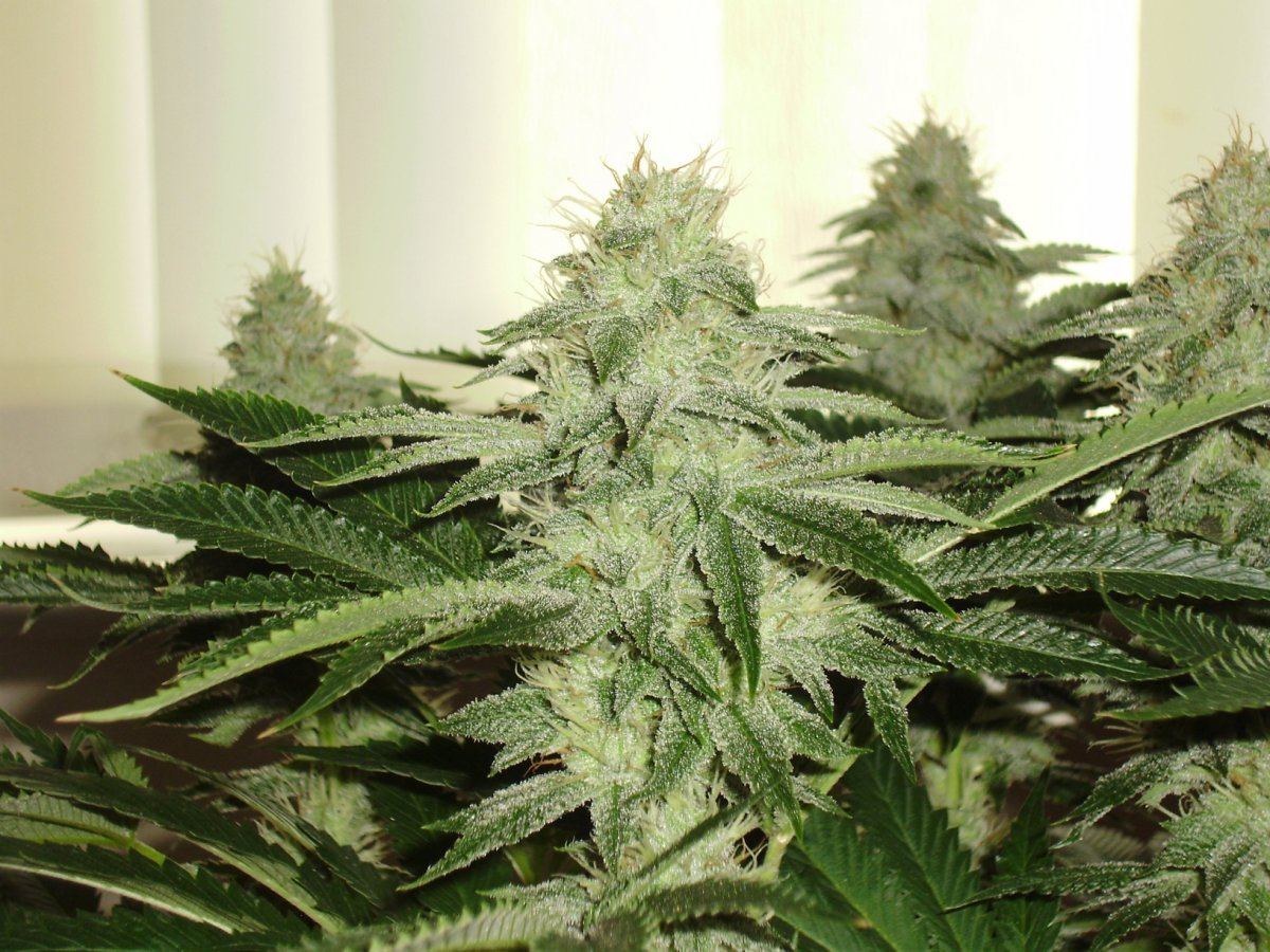 Fireleaner1