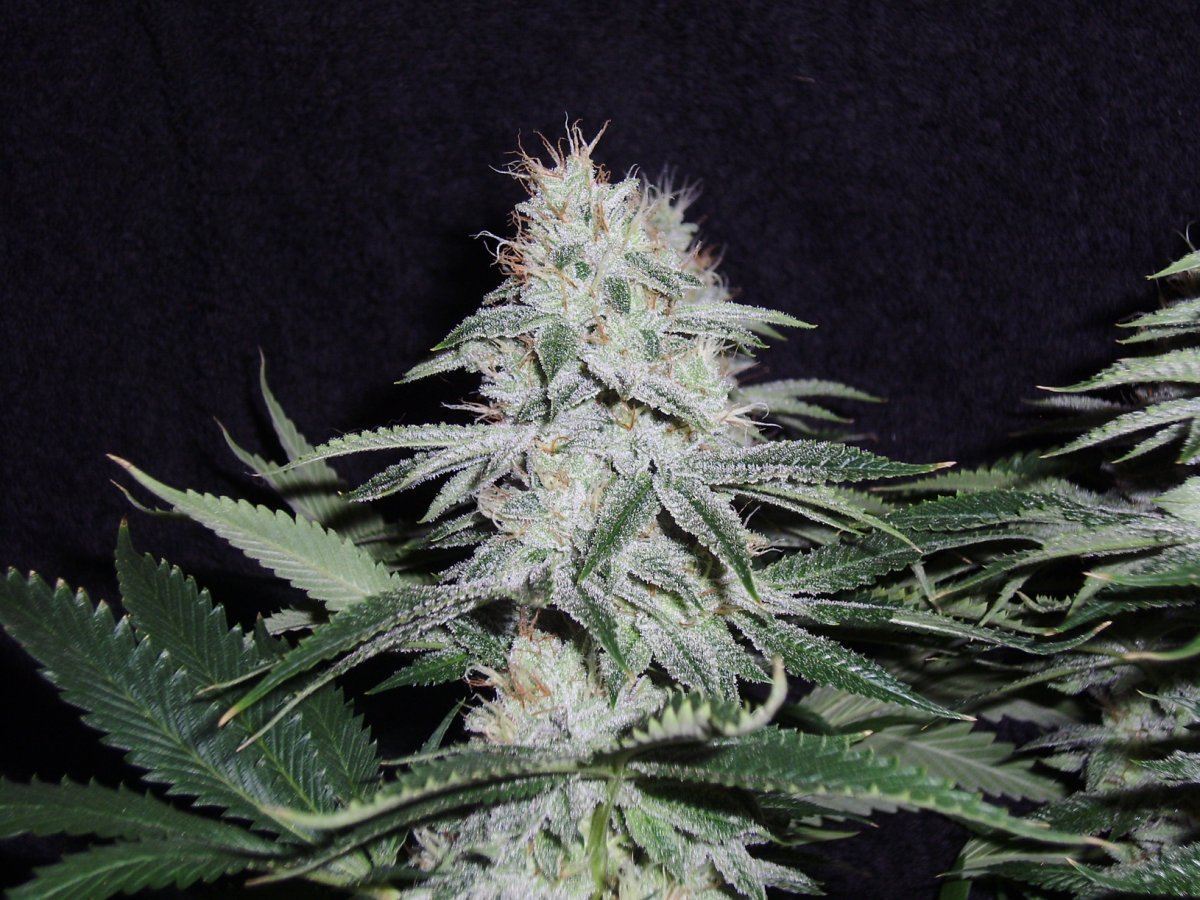 Fireleaner1