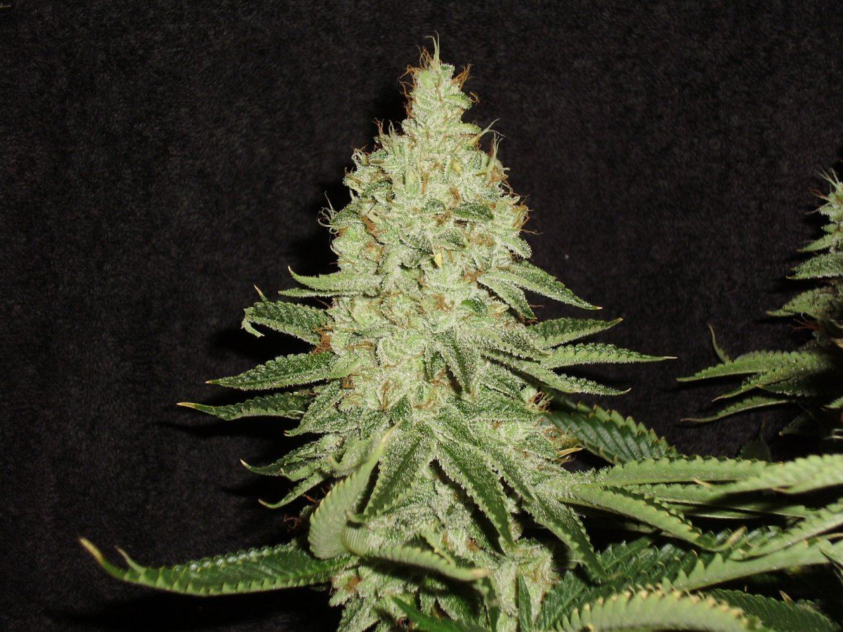 Fireleaner1