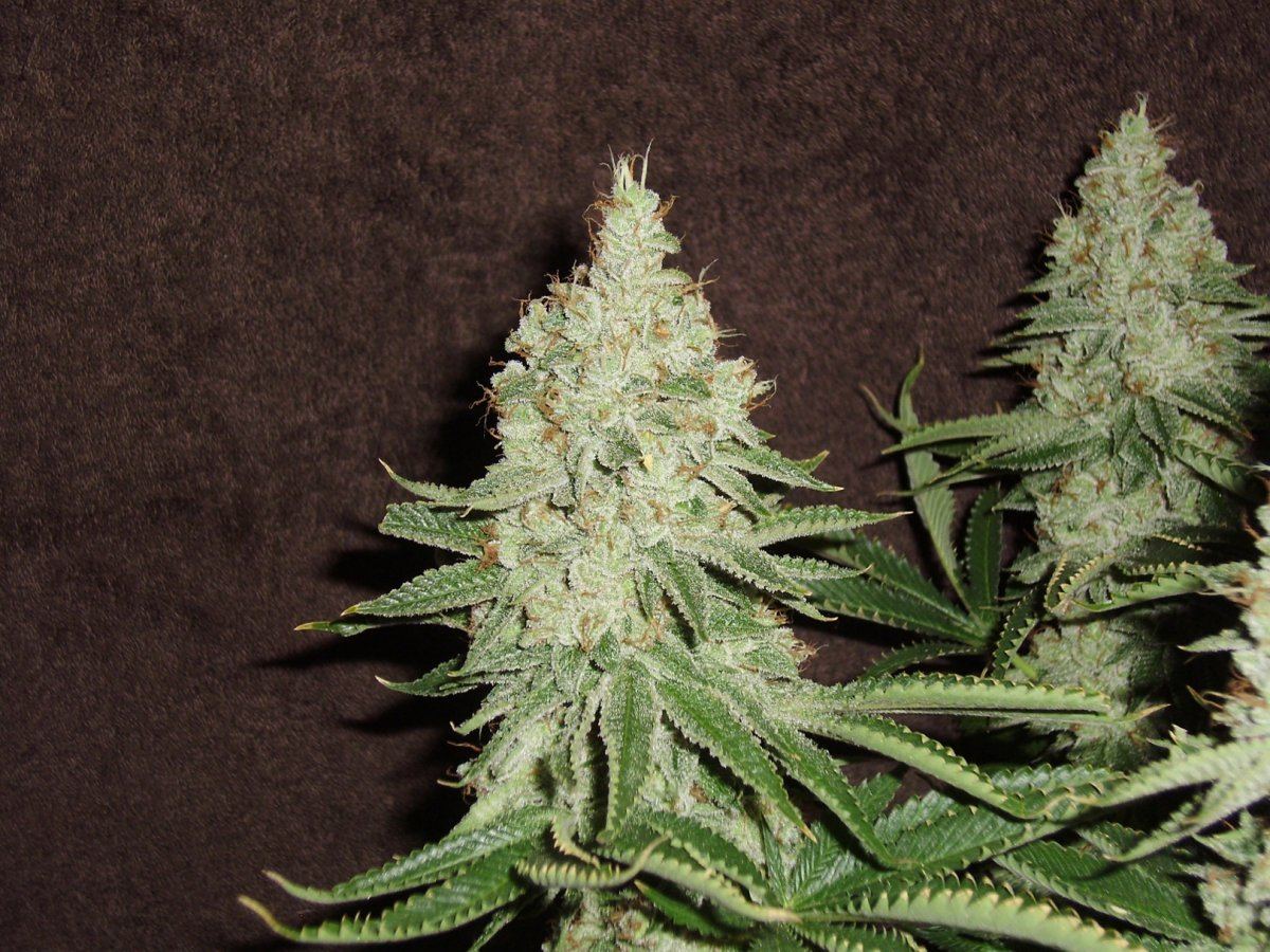 Fireleaner1