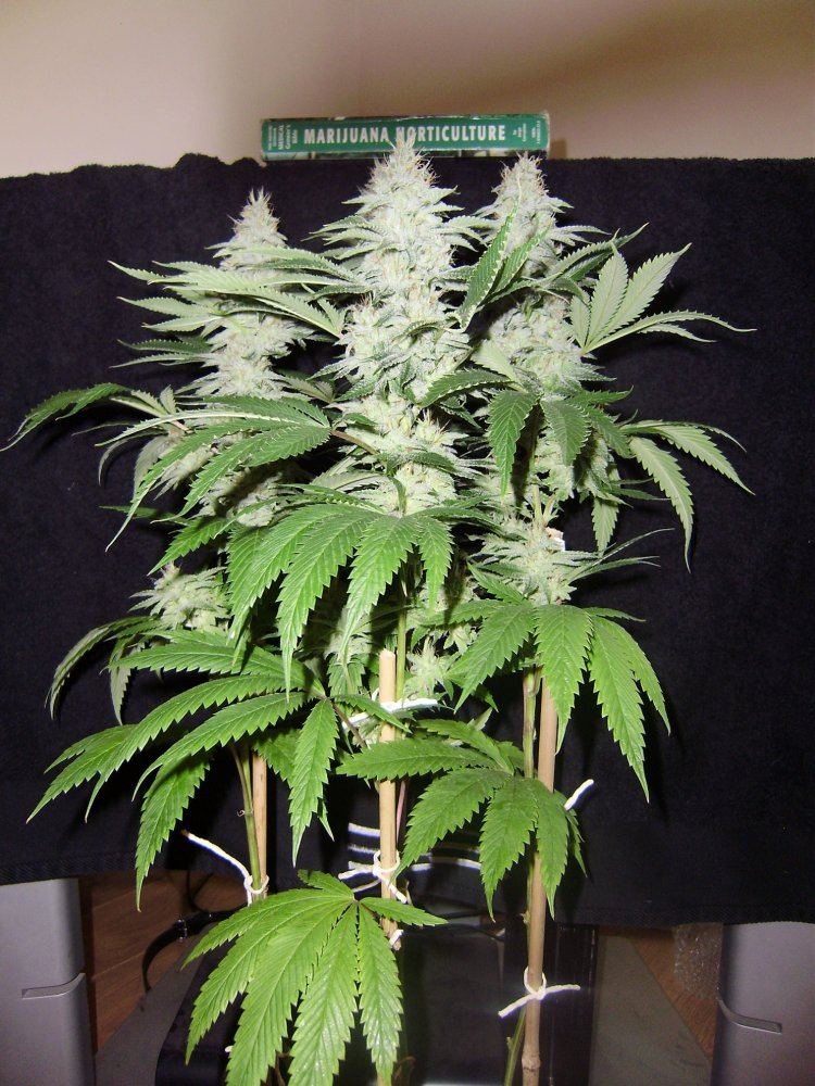 Fireleaner2