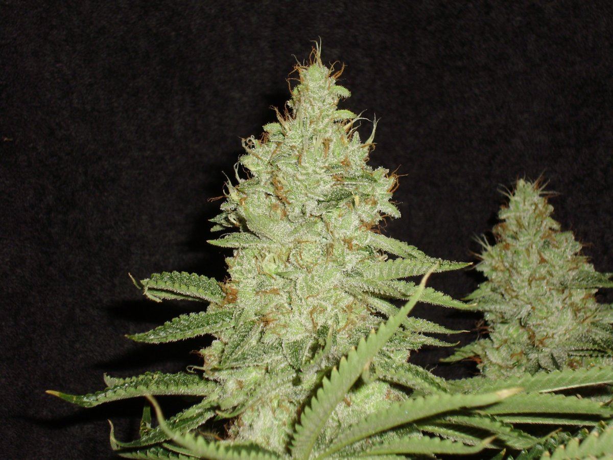 Fireleaner2