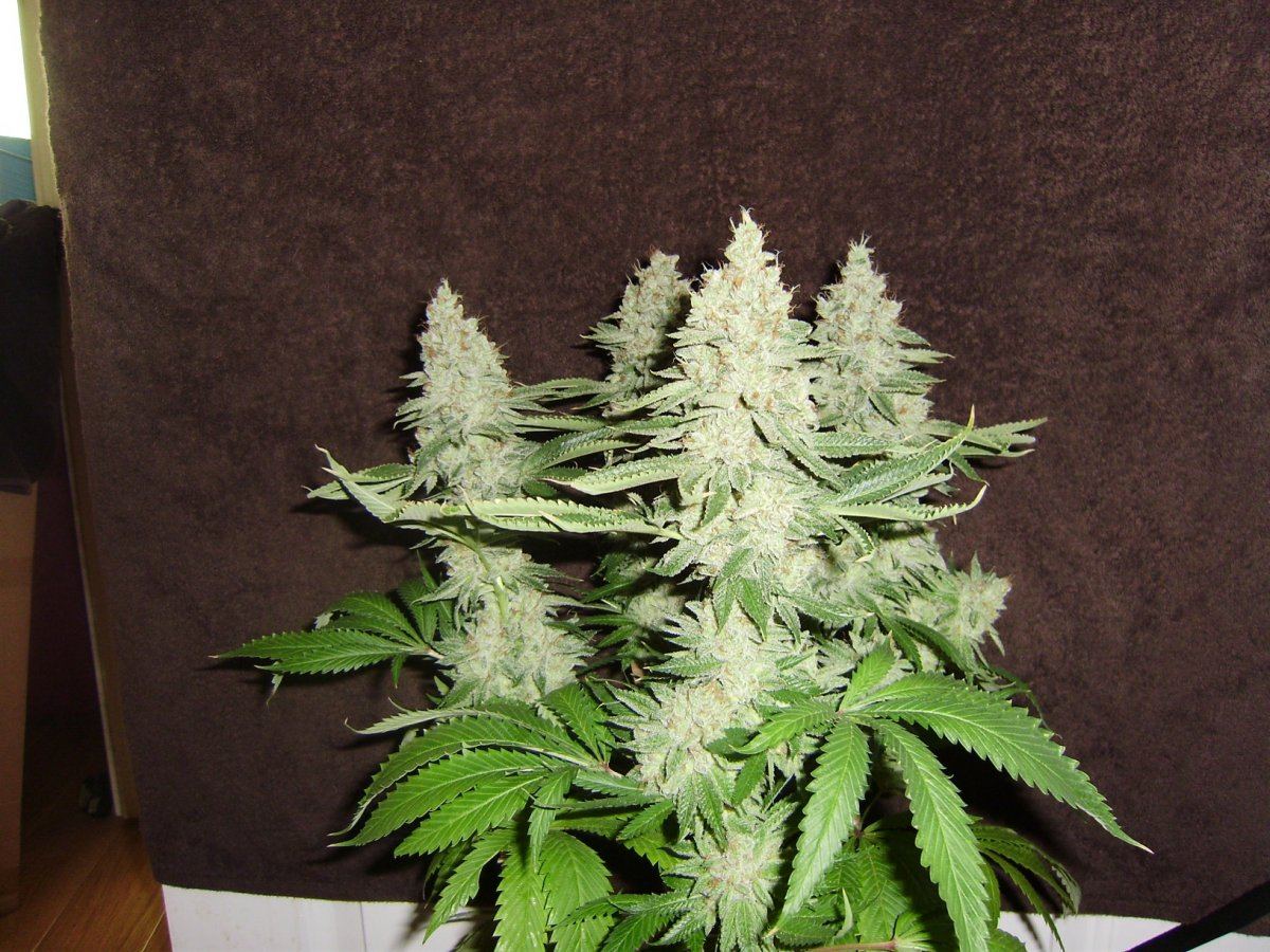 Fireleaner2