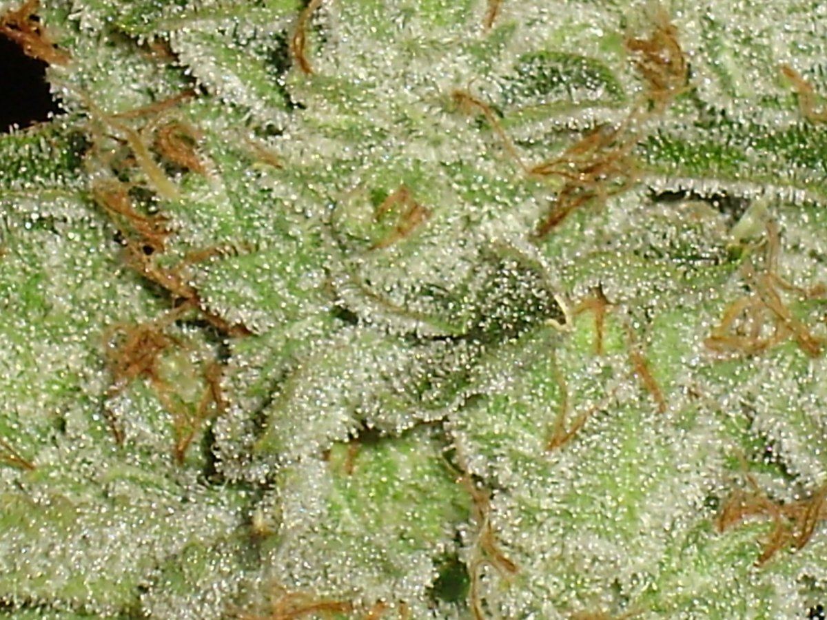 Fireleaner60days